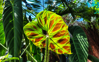 Click here to view at full resolution.