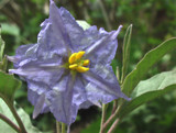 Silver-leaf Nightshade by beebs, Photography->Flowers gallery