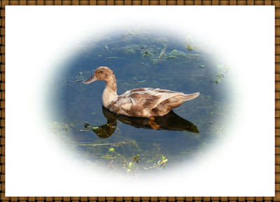 Click here to view at full resolution.