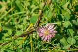 Papilio glaucus by unclejoe85, photography->butterflies gallery