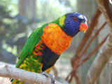 Lorikeet by Gary1592, Photography->Birds gallery