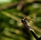 Basically Bokeh by biffobear, photography->insects/spiders gallery