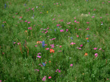 field of flowers by gabriela2006, Photography->Flowers gallery