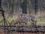 Encounter In Woods by gerryp, Photography->Animals gallery