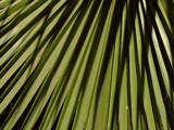 Palm Leaf by kjh000, photography->textures gallery