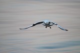 Art of blur - Gullwings by elektronist, photography->general gallery