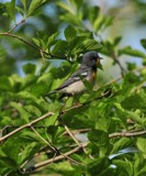 Curious by vangoughs, photography->birds gallery