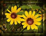 Blooms for Friday by Starglow, photography->fireworks gallery