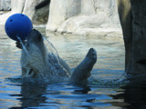 Water volleyball by aciesler, Photography->Animals gallery