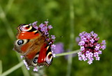Peacock by ovar2008, photography->butterflies gallery