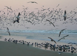 Swarming Gulls by Mvillian, Photography->Birds gallery