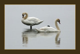 Two Swans by gerryp, photography->birds gallery