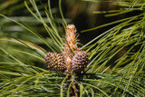 Budding Pine Cones by Pistos, photography->nature gallery