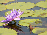 Kermits Paradise by rahto, Photography->Reptiles/amphibians gallery