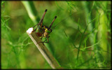 Kobylica [Grasshopper] by kanapon, Photography->Insects/Spiders gallery