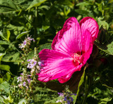 Red Hibiscus by Pistos, photography->flowers gallery