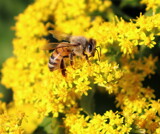 Honey Gold by Tomeast, photography->macro gallery