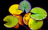 Tales from the Lily Pad by nigelmoore, Photography->Still life gallery