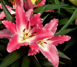 After Easter Lilies by trixxie17, photography->flowers gallery