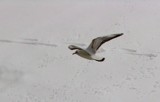 flyin by snowy  day 2 by gaeljet2, Photography->Action or Motion gallery