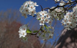 My Local Branch....... by jerseygurl, photography->flowers gallery