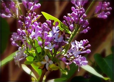 Click here to view at full resolution.