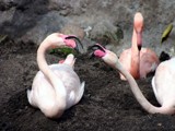 Kissing Flamingos by lizardfiles, photography->birds gallery