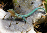 Infant Iguana by luckyshot, photography->reptiles/amphibians gallery