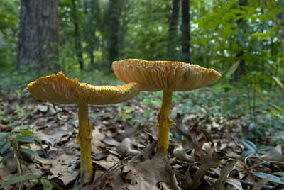 Click here to view at full resolution.