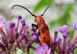 Red Milkweed Beetle II by ImmortalSun, Photography->Insects/Spiders gallery