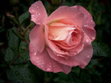 Autumn Rain by LynEve, photography->flowers gallery
