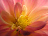 Dahlia inside by MarianaEwa, Photography->Flowers gallery