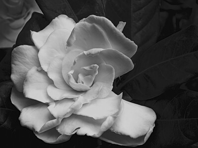 Click here to view at full resolution.