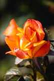 Back When Life Was Warmer by Pistos, photography->flowers gallery