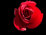 One Red Rose by ohpampered1, Photography->Flowers gallery