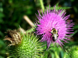 Bee 'n Thistle by BossCamper, Photography->Macro gallery