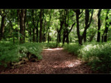 Fijian forest by postaldude66, photography->landscape gallery