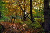 Fall at Thornley.... by biffobear, photography->landscape gallery