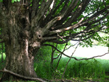 The Spider Tree by DarkLink2135, Photography->Landscape gallery