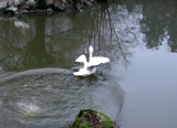 The pelican has landed by Djuro, Photography->Animals gallery