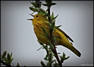 Click here to view at full resolution.