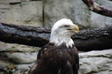 Pride &amp; Strength by neveahsangel, Photography->Birds gallery