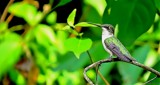 Humming Bird by CDHale, photography->birds gallery
