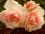 The last flowers #6 by annie100, Photography->Flowers gallery