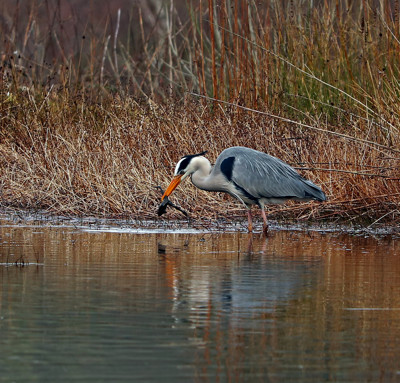 Click here to view at full resolution.