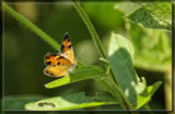 Pearl Crescent by Jimbobedsel, photography->butterflies gallery