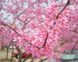 Oklahoma Red Bud: Thanks for the prayers by angelledaemon, Photography->Flowers gallery