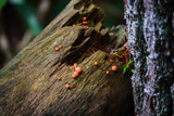 Orange Buttons by Pistos, photography->mushrooms gallery