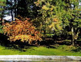 Early Fall by the Pond by trixxie17, photography->landscape gallery