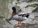 Duck at the Park by HylianPrincess1985, Photography->Animals gallery